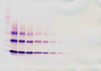 IL3 Antibody