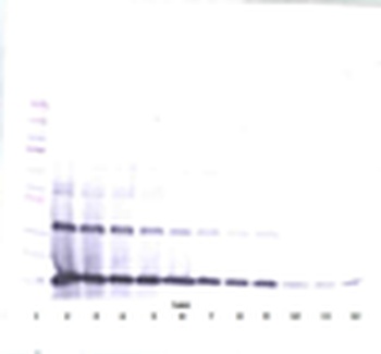 IL3 Antibody