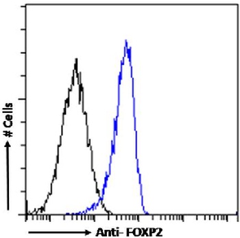 FOXP2 Antibody [RAB-S249], Rabbit IgG