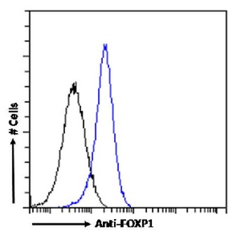 FOXP1 Antibody [RAB-S37], Rabbit IgG