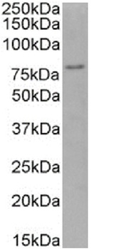 FOXP4 Antibody [RAB-S40], Rabbit IgG