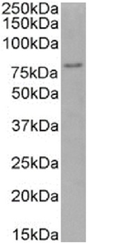 FOXP4 Antibody