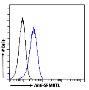 SFMBT1 Antibody