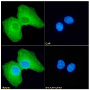 PRDM4 Antibody [RAB-C367], Rabbit IgG