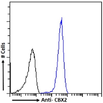 CBX2 Antibody