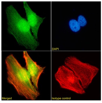 WDR5 Antibody