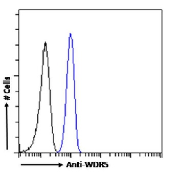 WDR5 Antibody [RAB-C223], Rabbit IgG
