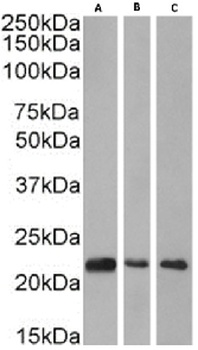 CBX1 Antibody [RAB-C145], Rabbit IgG