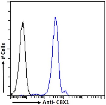 CBX1 Antibody [RAB-C145], Rabbit IgG