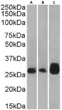 TNFRSF9 Antibody