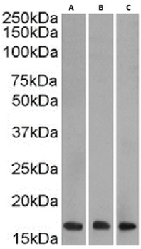 H3K27me3 Antibody [BT164], Rabbit IgG