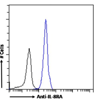 IL-8RA Antibody [SE2], Rabbit IgG