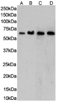 CCR5 (PKC site) Antibody [RC-10], Rabbit IgG