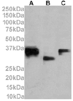 CD74 Antibody [LN-2], Rabbit IgG