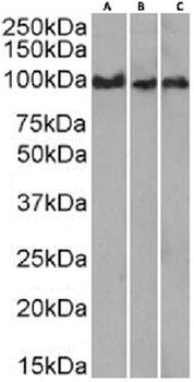CD43 Antibody [84-3C1], Rabbit IgG
