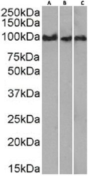 SPN Antibody