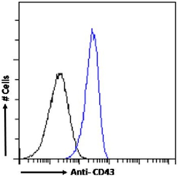 CD43 Antibody [84-3C1], Rabbit IgG