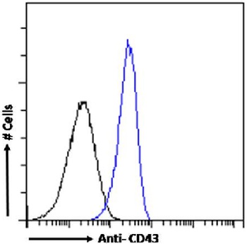 SPN Antibody