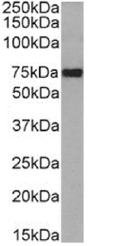 SCARB1 Antibody