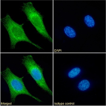 mt-Co1 Antibody