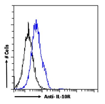 ADRB2 Antibody