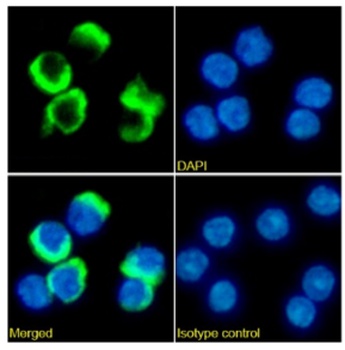 PD-1 Antibody [J43], Rabbit IgG