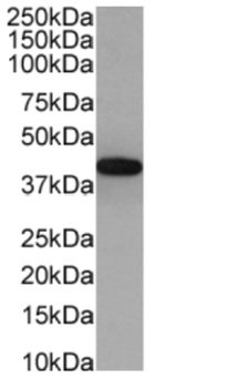 PD-1 Antibody [J43], Rabbit IgG