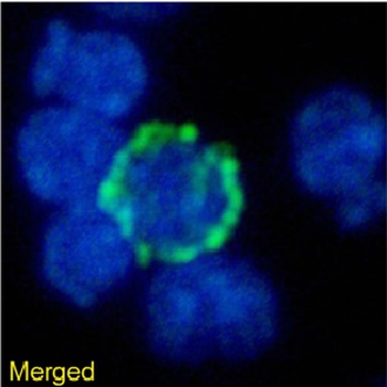 Lag3 Antibody