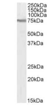 Slc3a2 Antibody