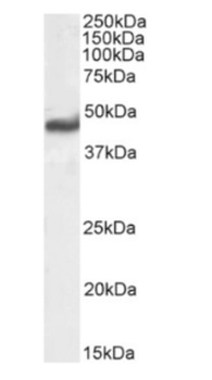 RAGE Antibody [2A11], Rabbit IgG