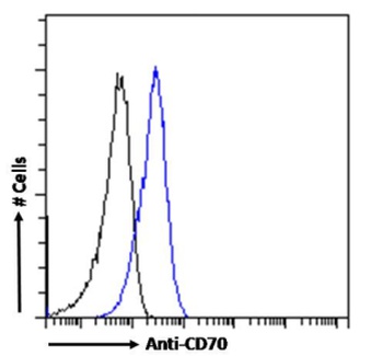 CD70 Antibody [TAN1-6], Rabbit IgG