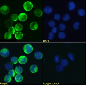 CD131 Antibody [BION-1], Rabbit IgG