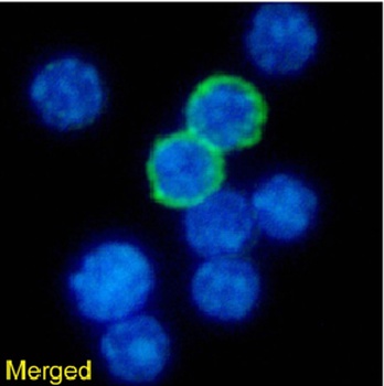 MHC II Antibody [P7/7], Rabbit IgG