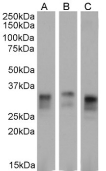 Prion Antibody [3F4], Mouse IgG1
