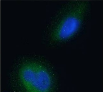 BACE2 Antibody