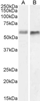 BACE2 Antibody