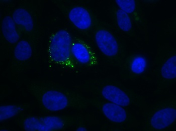 dsRNA Antibody [1D3], Rabbit IgG