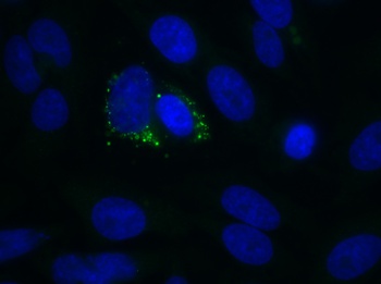 dsRNA Antibody [1D3], Rabbit IgG
