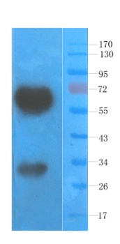 VEGF Antibody [A.4.6.1], Mouse IgG1