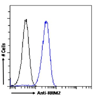 RRM2 Antibody