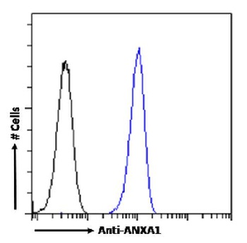 ANXA1 Antibody [SAIC-13B-19], Rabbit IgG