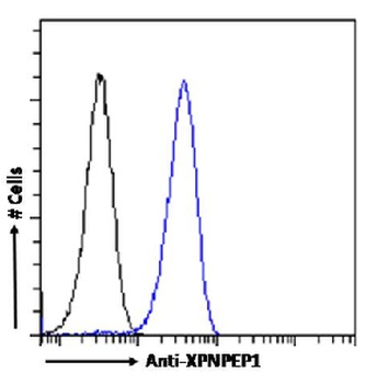 XPNPEP1 Antibody [SAIC-07E-1], Rabbit IgG