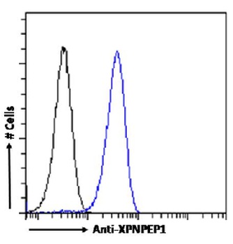 XPNPEP1 Antibody