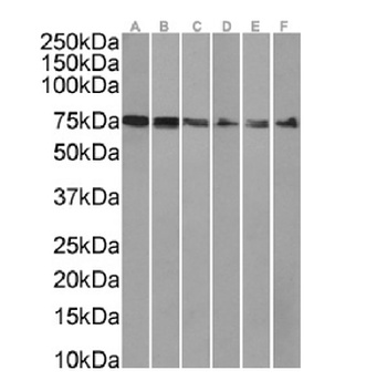 XPNPEP1 Antibody [SAIC-07E-1], Rabbit IgG