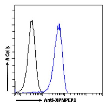 XPNPEP1 Antibody [SAIC-07B-14], Rabbit IgG