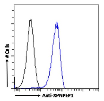 XPNPEP1 Antibody