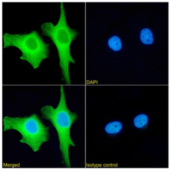 XPNPEP1 Antibody [SAIC-07B-14], Rabbit IgG