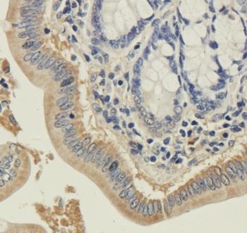 Syntaxin Antibody [SP6], Mouse IgG1