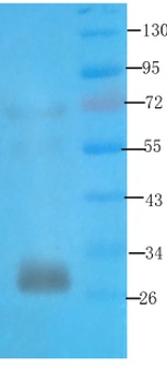 Syntaxin Antibody [SP6], Mouse IgG1