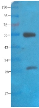 Polysialic acid Antibody [735], Rabbit IgG